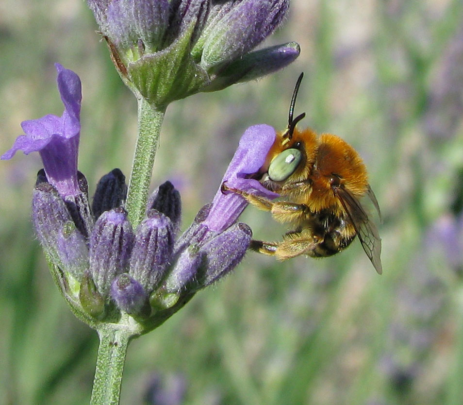 Occhi verdi: Amegilla sp. (Apidae Anthophorinae).